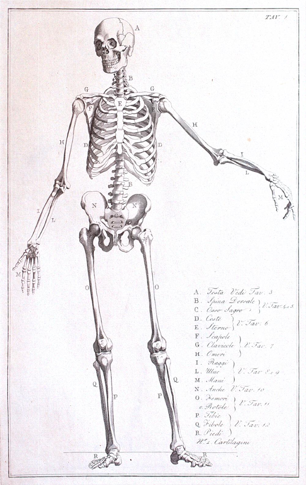 skeleton for mutter museum